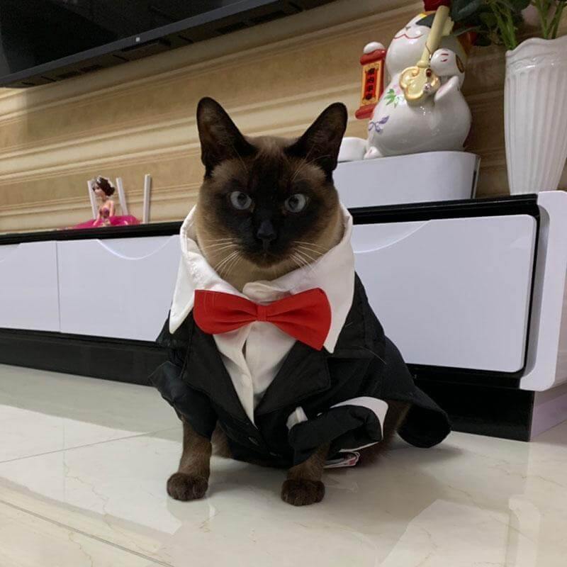 Pet Suit Costume - MaviGadget
