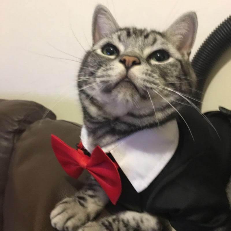 Pet Suit Costume - MaviGadget