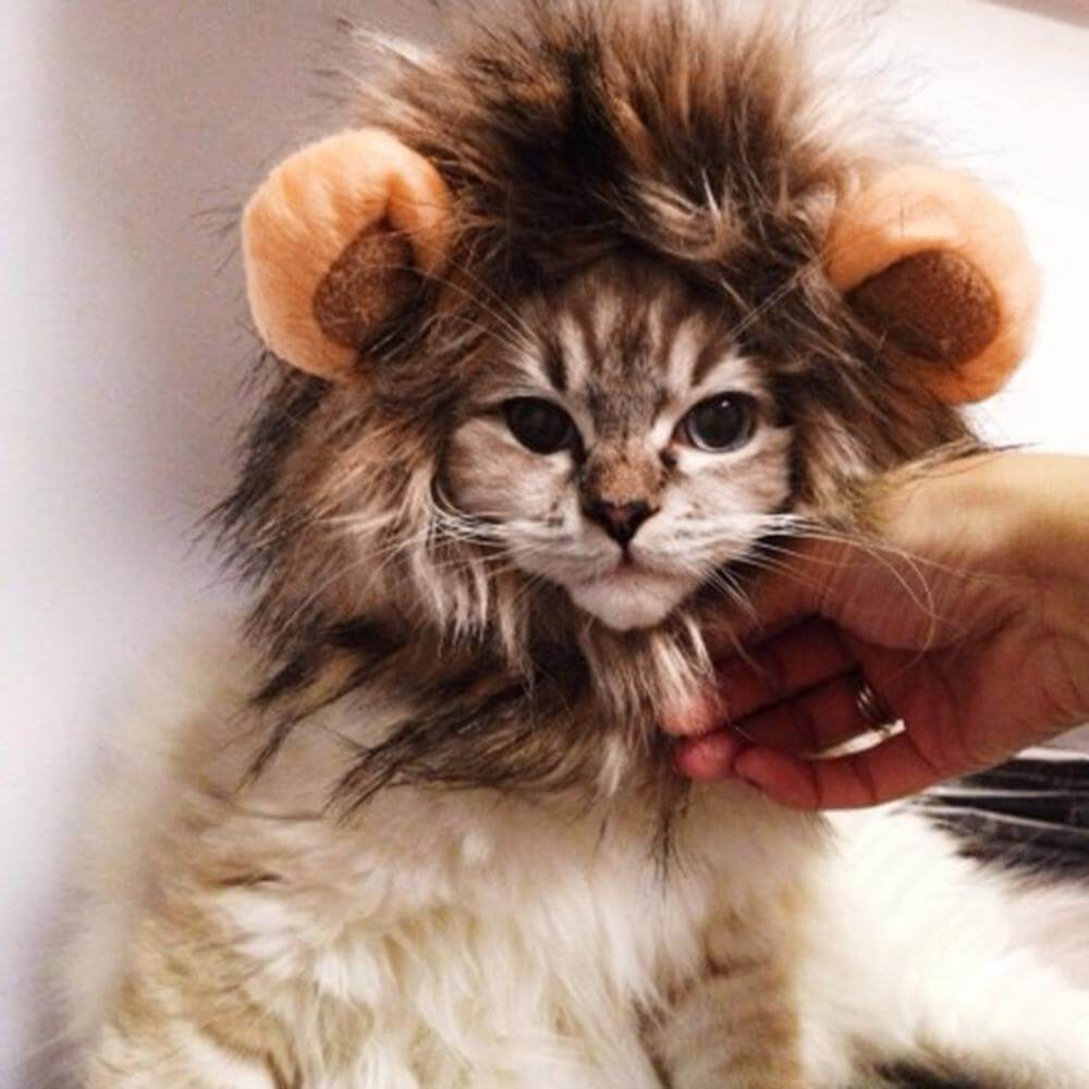 Lion Cat Wig - MaviGadget