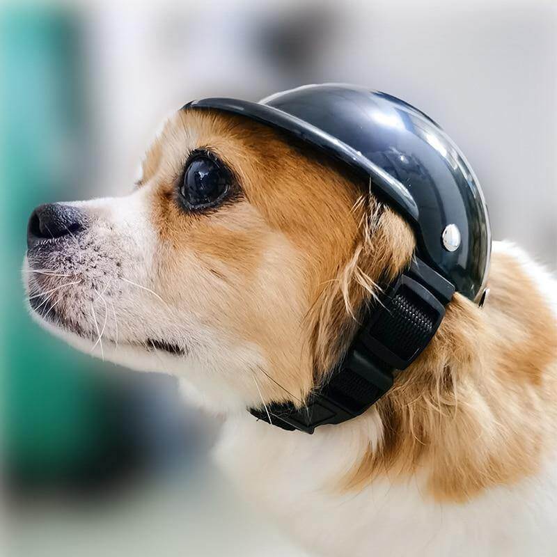 Cool Pet Fashion Helmet & Riding Cap - MaviGadget