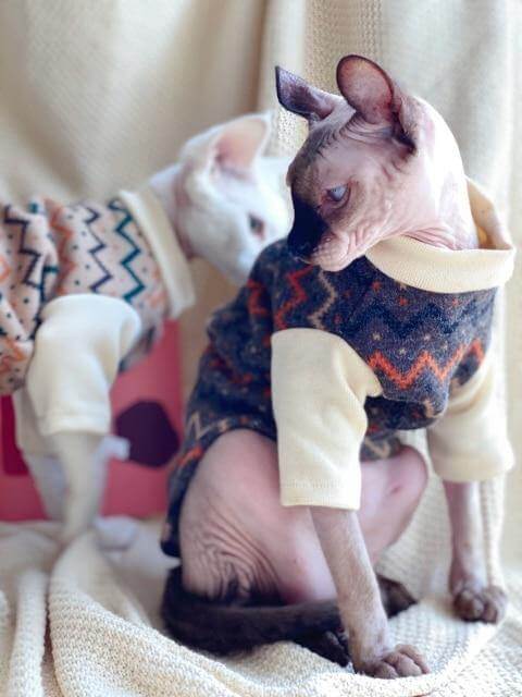 Ethnic Hairless Cat Sweater - MaviGadget