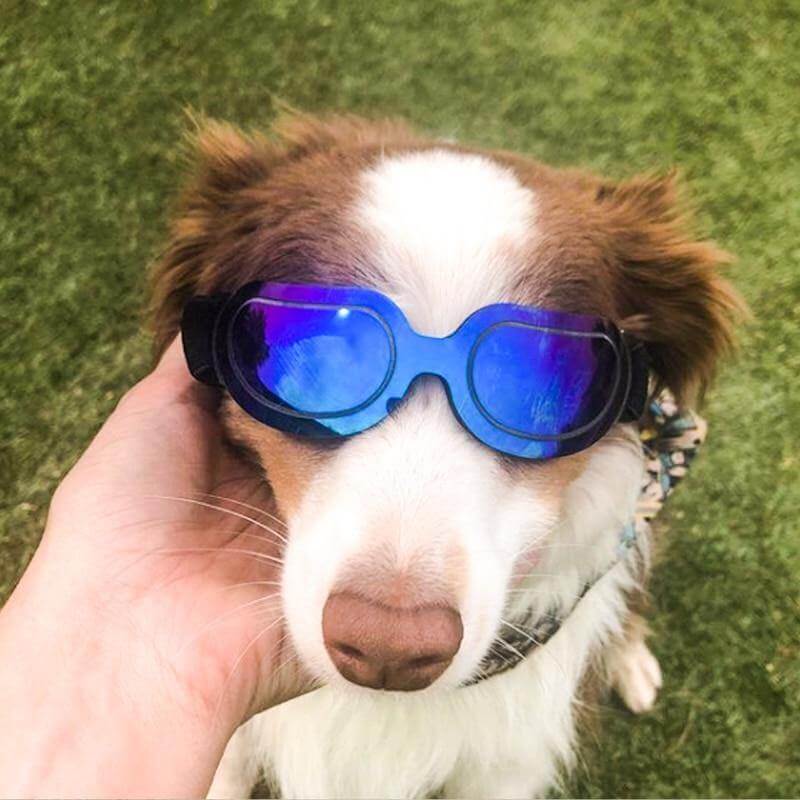 Cool Pet Fashion Helmet & Riding Cap - MaviGadget