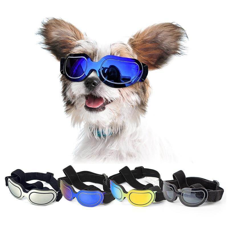 Cool Pet Fashion Helmet & Riding Cap - MaviGadget