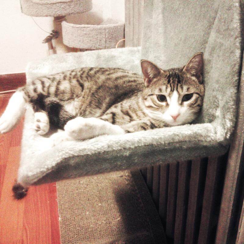 Cat Cradle Radiator Hammock Bed - MaviGadget