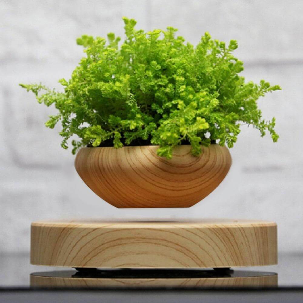 Levitating Indoor Air Plant - MaviGadget