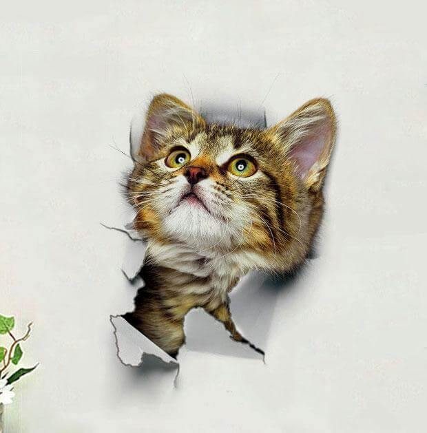 3D  Pet Wall and Bathroom Stickers - MaviGadget