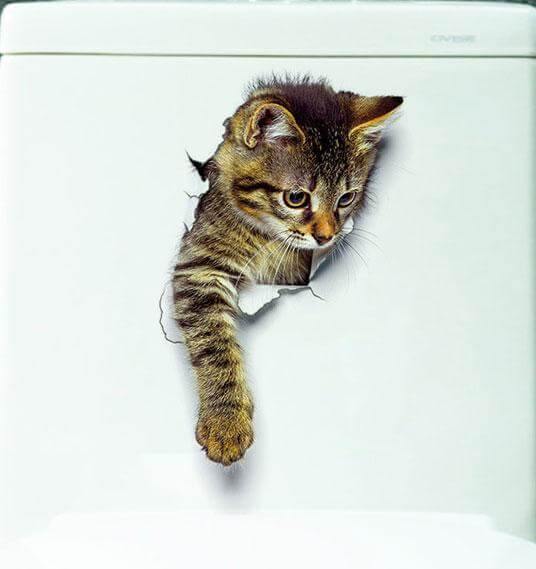 3D  Pet Wall and Bathroom Stickers - MaviGadget