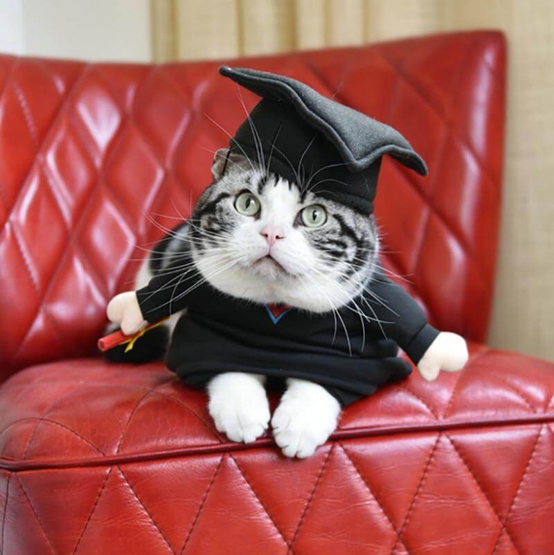 Pet Professor Costume - MaviGadget