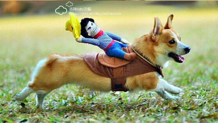 Riding Horse Dog Costume - MaviGadget