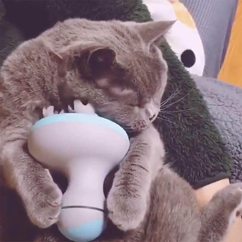 3D Waterproof Pet Massager Petter - MaviGadget