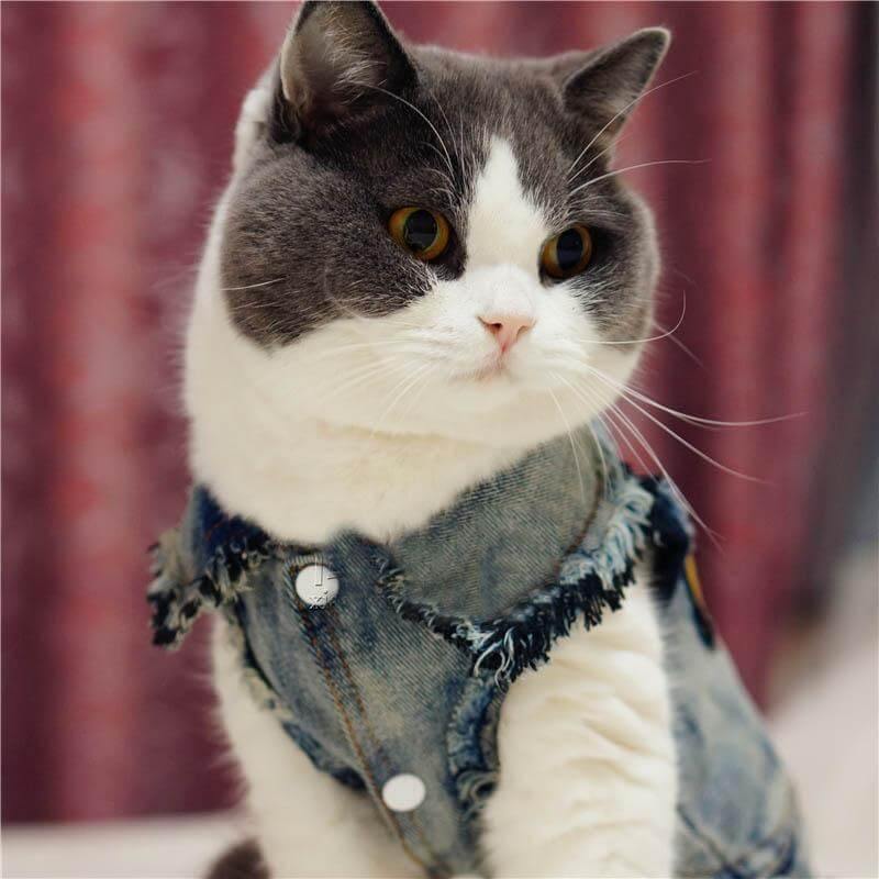 Pet Cowboy Jean Jacket - MaviGadget