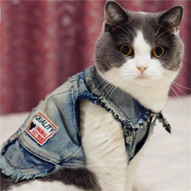 Pet Cowboy Jean Jacket - MaviGadget