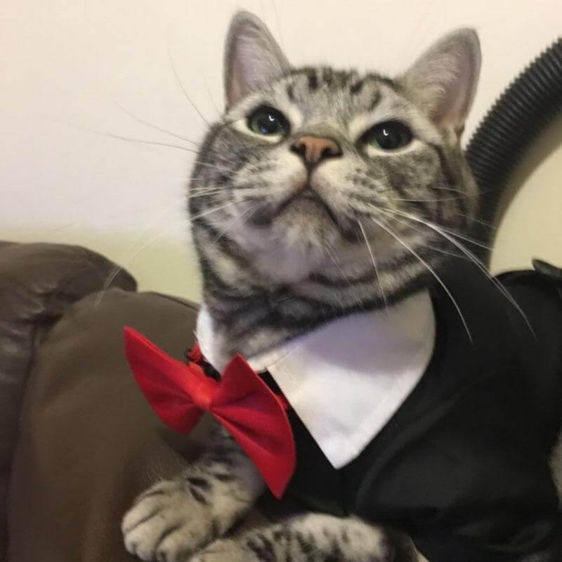 Pet Suit Costume - MaviGadget